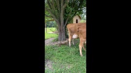 Pig Thinks She's A Baby Cow