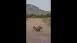 Warthog Sparring Contest