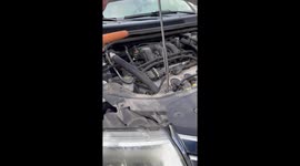 Parking Lot of People Rescue Kitten From Engine