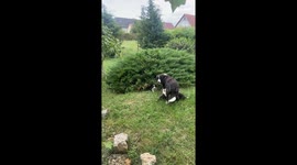 Bush Contains Many Border Collie Puppies
