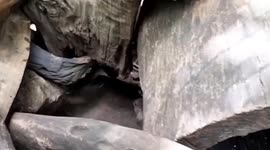 Thai zoo successfully breeds groundhog-like rock hyraxes in captivity