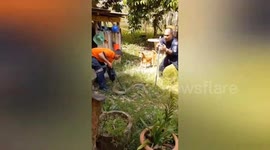 King cobra caught hiding behind family's house caught in Thailand