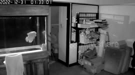 Tropical fish tank shatters spilling water in the middle of night
