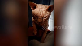 Adorable hairless Sphynx cat presses pillow like masseuse