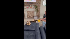 Silly dogs are both CONFUSED & AMUSED while playing with an air pump