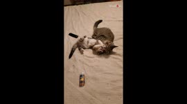 1 y/o cat hilariously thrown off bed after interrupting her pals' snuggling sesh