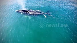 Mother with half albino (grey morphism) sothern right wale calf swimming of the coast of mossel bay South Africa
