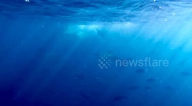 A shark bumps into diver during the sardine run in port st johns south africa