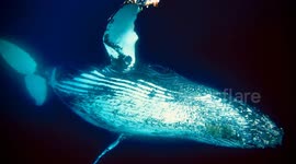 Diver frantically swims to avoid being batted away by oncoming humpback whale