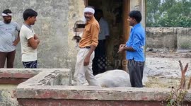 A big bull climbed on a building roof , rescued with the help of crane