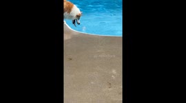 Plastic Toy Thwarts Poolside Corgi