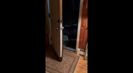 Mr. Doorman Scratches Before Closing Door