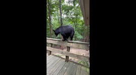 Polite Bear Listens And Gets Down Off Deck