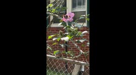 Butterflies life could be so simple if more ppl would just stop an smell the flowers sometimes