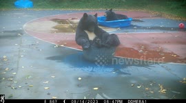 Tuxedoed Black Bears Cool Off On Basketball Court