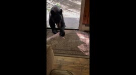 Bear Cubs Argue Over Stolen Rug