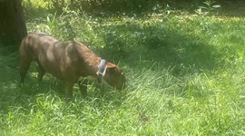 What was That!!!Dogs Definitely Have A Greater Understanding Of There Surroundings