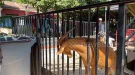 Father and son help rescue goat with head stuck through fence at Florida petting zoo