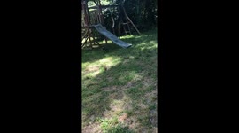 Just a pup on the run having fun we all have To Crawl before we walk A Walk Before We Can run