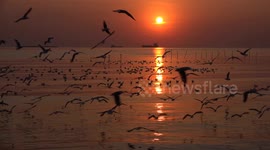 A collection of dreamy sunsets with soothing sound of the ocean waves taken in Thailand.