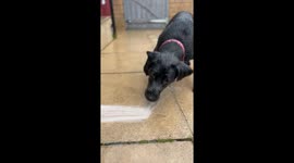 Black Lab Puppy Chomps At Water Spray