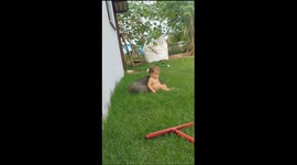 A Kiddo and Piglet's Day Out