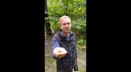 Hand Feeding Wild Birds in the Forest