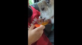 Baby Goat Loves Gatorade