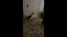 Yoshi the Parrot Hops