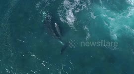 Rare southern right whale mother and calf spotted along Australia's eastern coast
