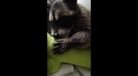 Rescued Raccoon Loves Her Toy