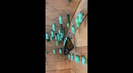 The Chrysalis Corner