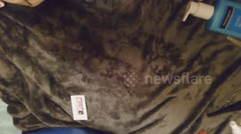 Paranormal demonic beings