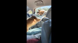 Corgi Road Trip
