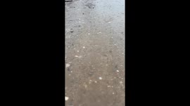 Tropical Storm Hilary , San Bernardino Mountains, California