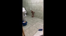 Shih Tzu Has a Funny Way of Peeing