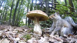 Wildlife camera captures tiny squirrel gorging on large mushroom