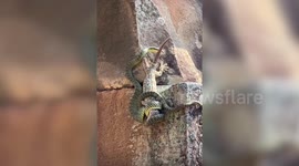 What friends are for! Gecko saves his reptile friend from being eaten by a snake in Cambodia