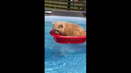 Adventurous cat Freddy takes a dive: a surprising swim on a hot summer day