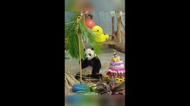 Panda brothers' 10th birthday party in southern China's Hainan