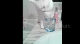 Cat drinking water.