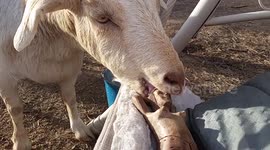 Goat in love with nutcracker