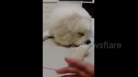 Dog doesn't want to shake hands after its hair is cut
