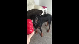 A dog toy filled with treats - The perfect solution to calm an anxious or naughty dog