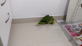 Papagaio Luna brincando com a bolinha de tênis.