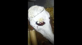 This is what a cockroach looks like after giving birth