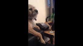 'Put down the wine': Dog stops owner from drinking any more for Dry January