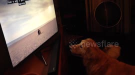 Doggy loves watching commercials!