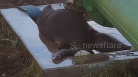 Baby elephant rescued from drowning