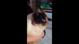 Cat cream comedy!